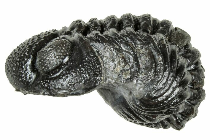 Long, Curled Morocops Trilobite - Morocco #323523